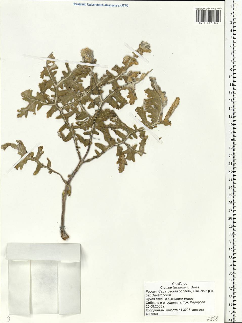 Crambe gibberosa Rupr., Eastern Europe, Lower Volga region (E9) (Russia)