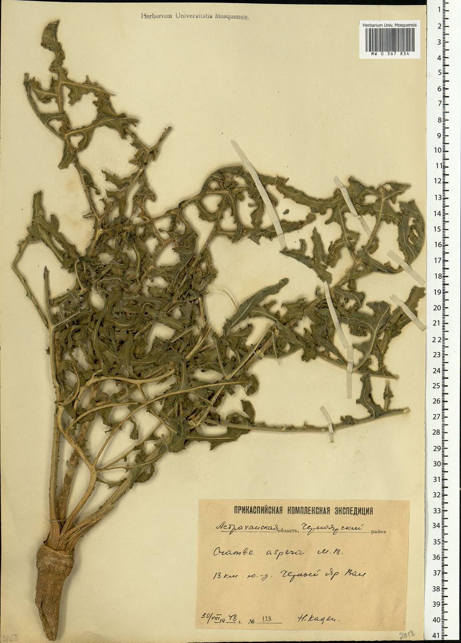 Crambe gibberosa Rupr., Eastern Europe, Lower Volga region (E9) (Russia)