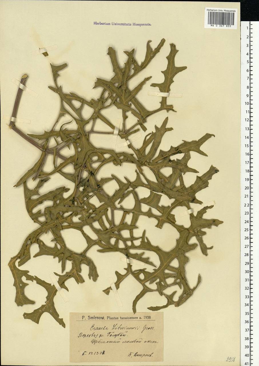 Crambe gibberosa Rupr., Eastern Europe, Lower Volga region (E9) (Russia)