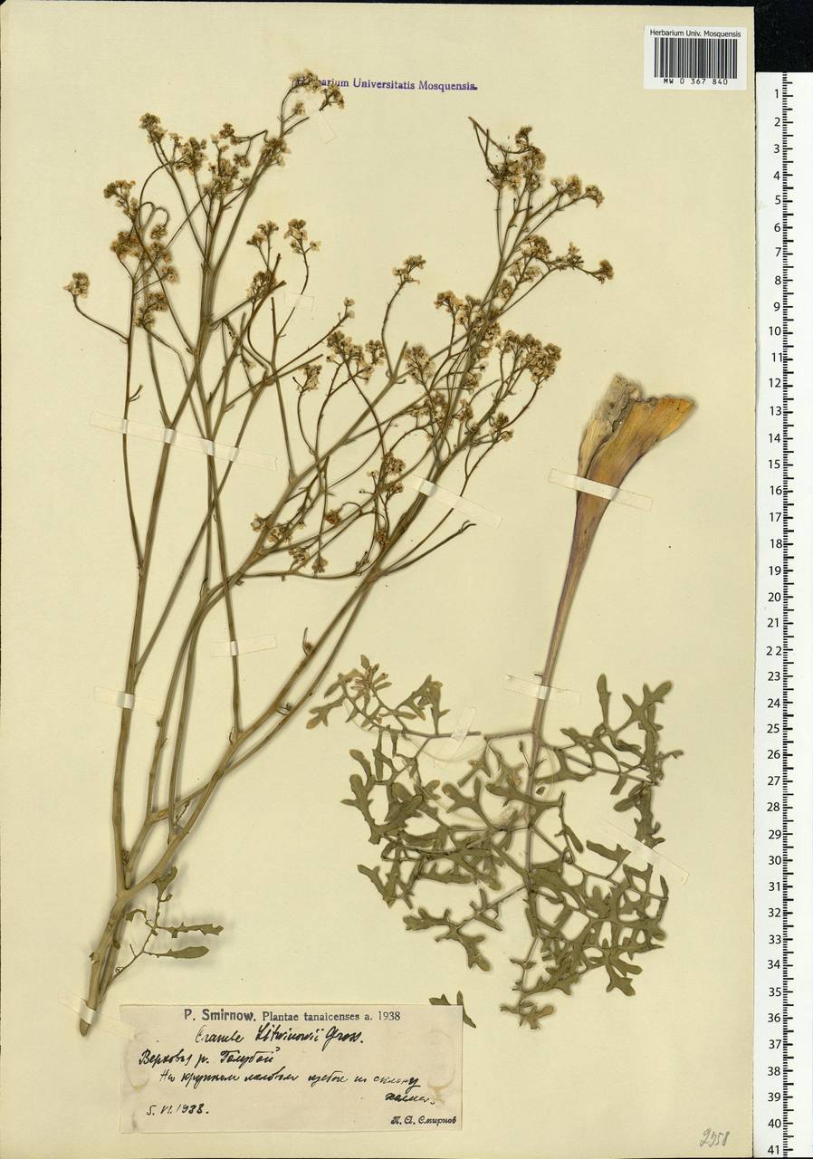 Crambe gibberosa Rupr., Eastern Europe, Lower Volga region (E9) (Russia)