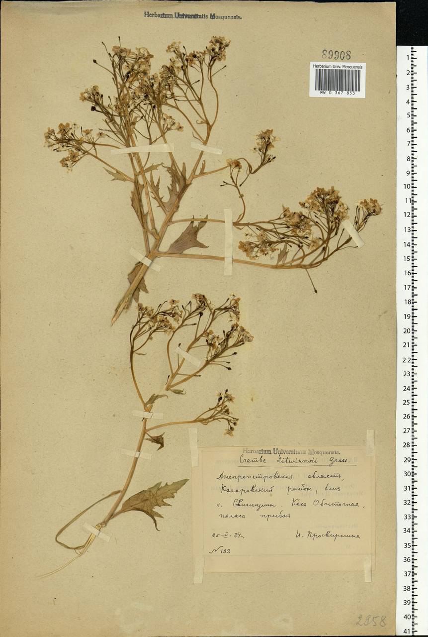 Crambe maritima L., Eastern Europe, South Ukrainian region (E12) (Ukraine)