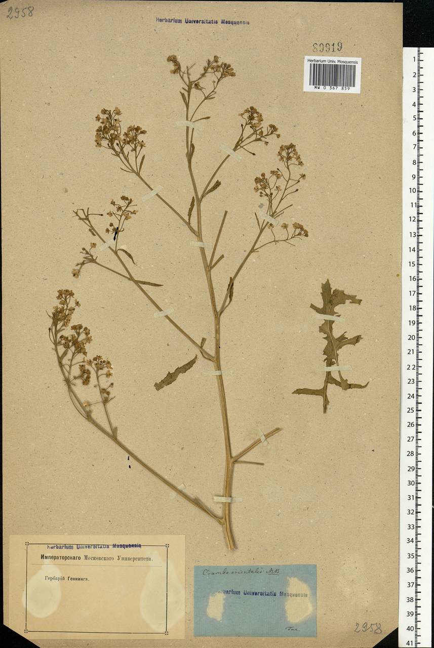 Crambe orientalis L., Eastern Europe, Rostov Oblast (E12a) (Russia)