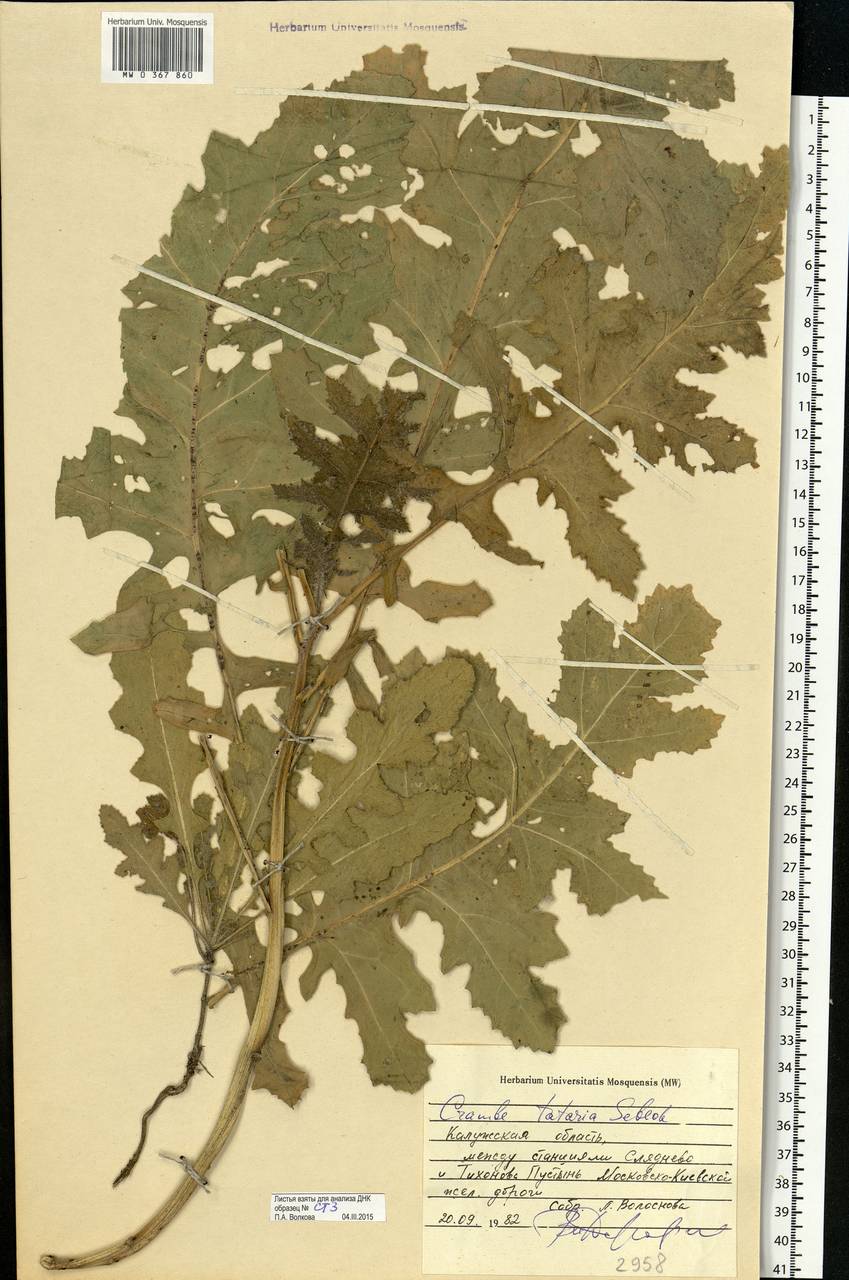 Crambe tataria Sebeök, Eastern Europe, Central region (E4) (Russia)