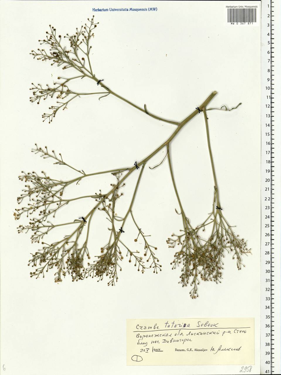 Crambe tataria Sebeök, Eastern Europe, Central forest-and-steppe region (E6) (Russia)