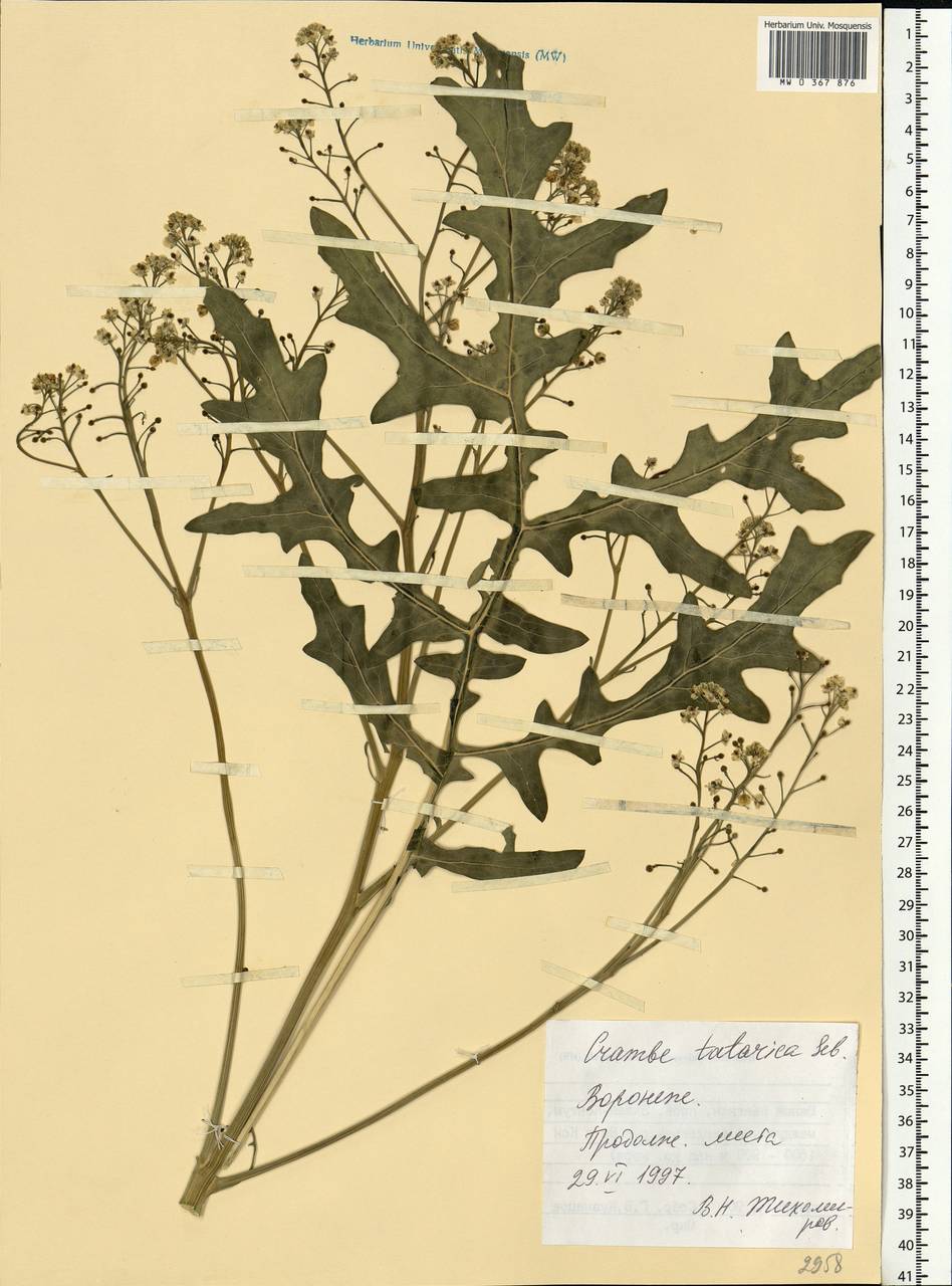 Crambe tataria Sebeók, Eastern Europe, Central forest-and-steppe region (E6) (Russia)