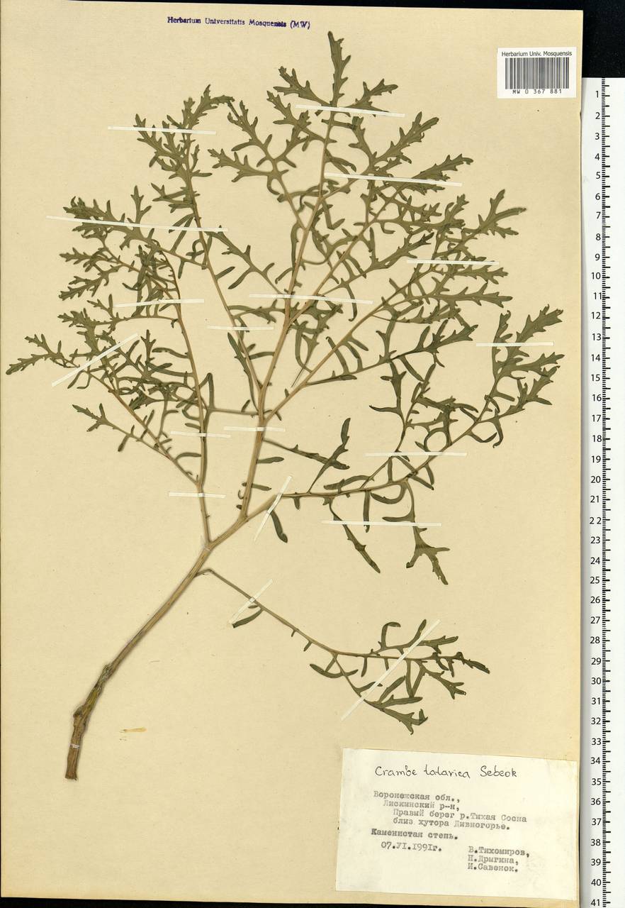 Crambe tataria Sebeók, Eastern Europe, Central forest-and-steppe region (E6) (Russia)