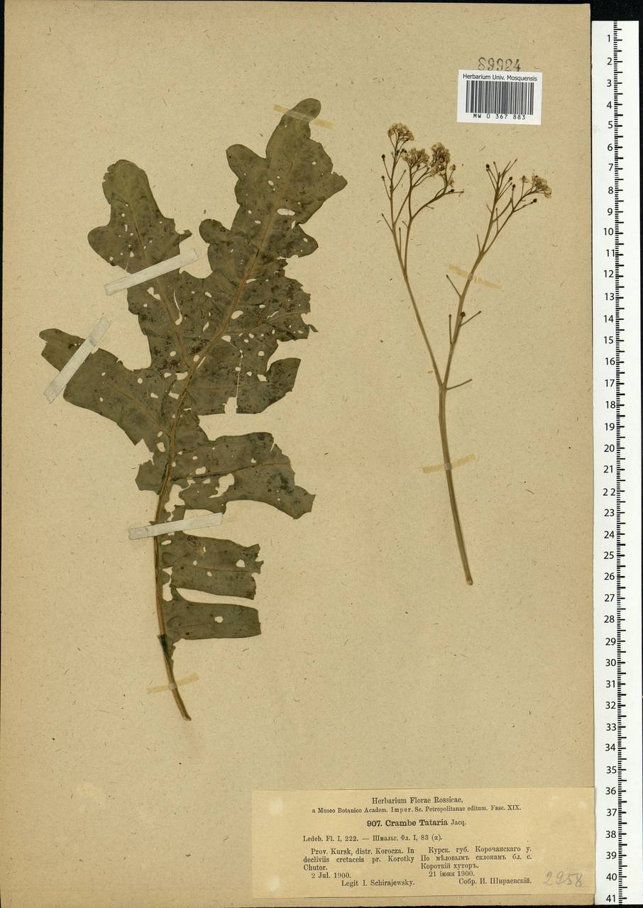 Crambe tataria Sebeók, Eastern Europe, Central forest-and-steppe region (E6) (Russia)