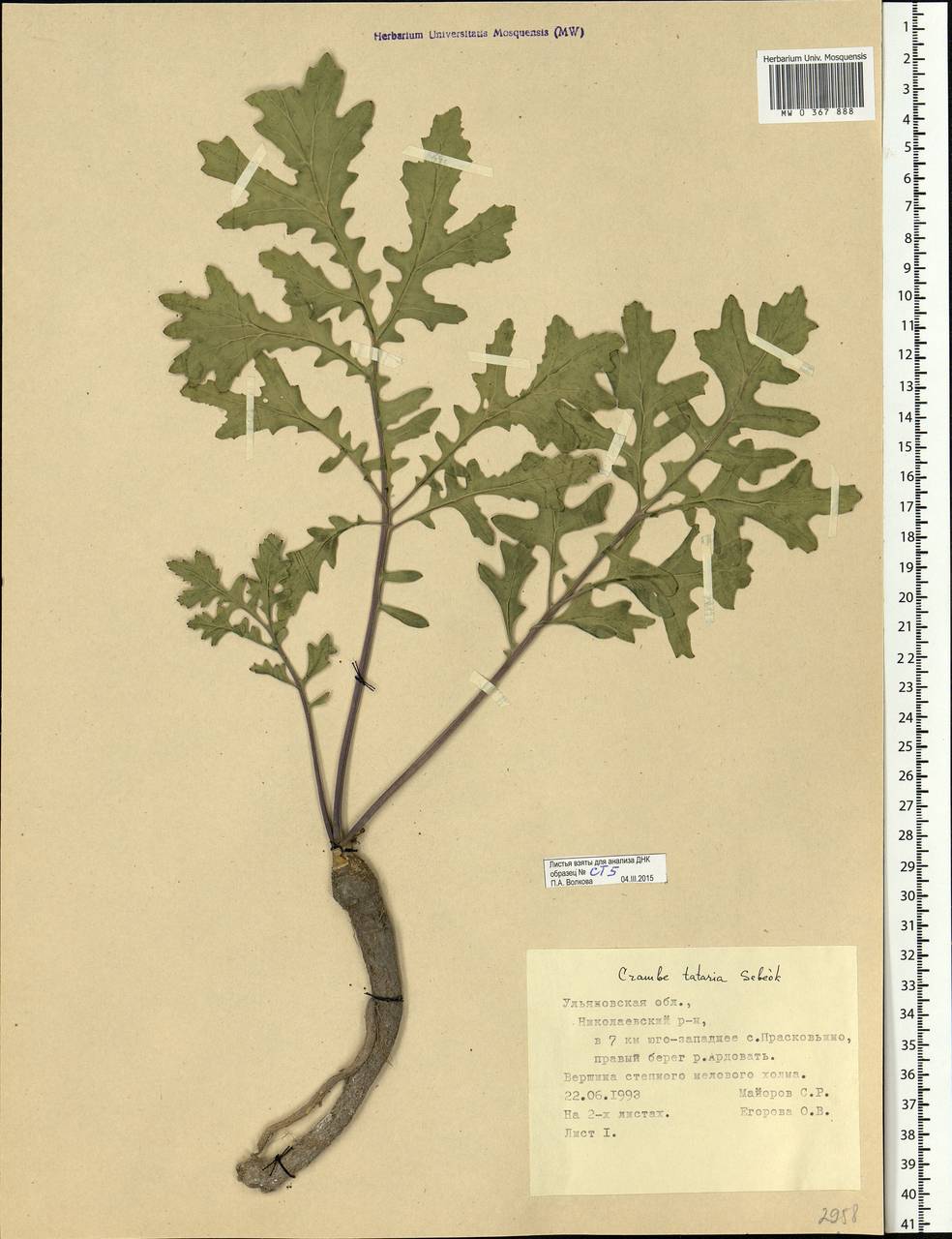 Crambe tataria Sebeók, Eastern Europe, Middle Volga region (E8) (Russia)