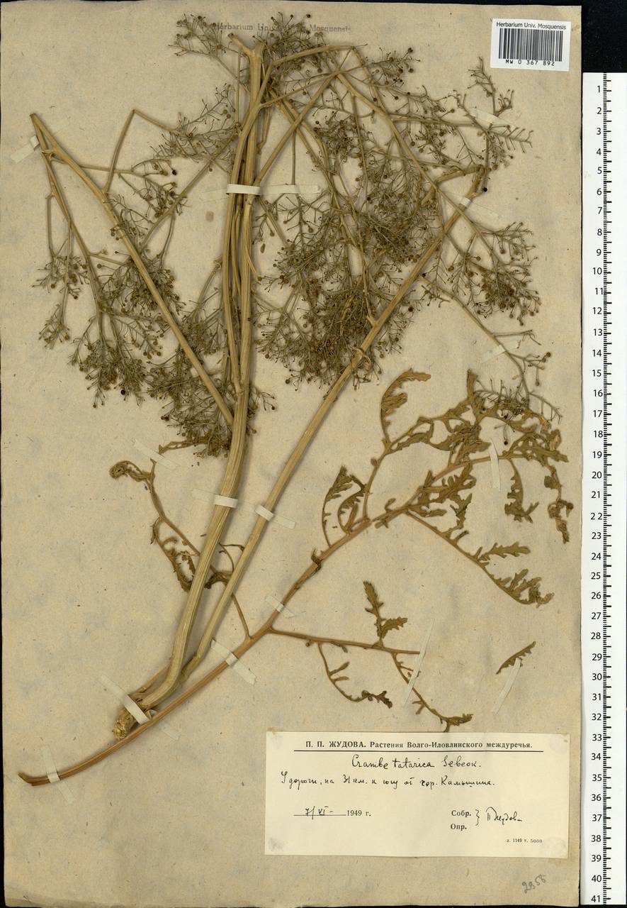Crambe tataria Sebeók, Eastern Europe, Lower Volga region (E9) (Russia)