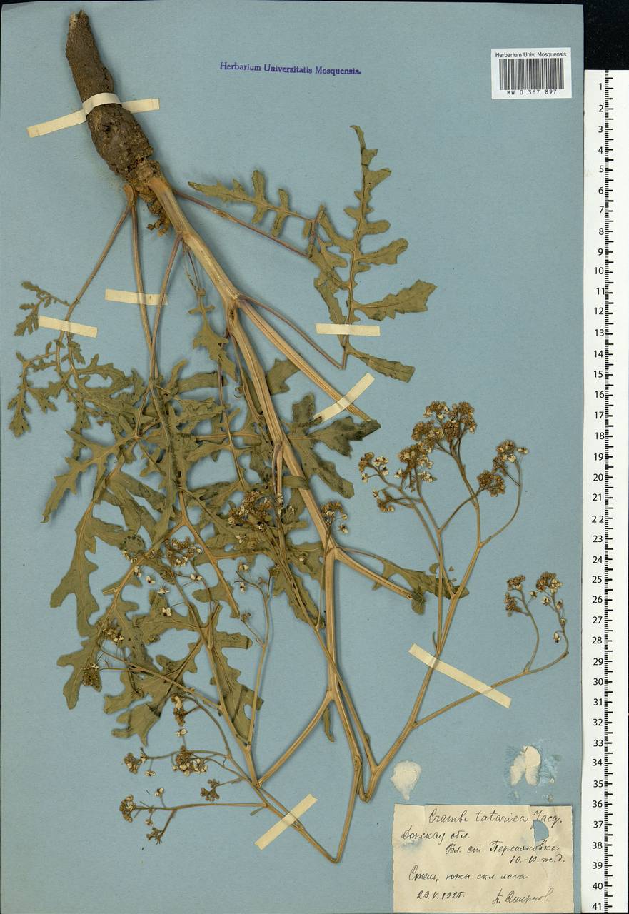Crambe tataria Sebeök, Eastern Europe, Rostov Oblast (E12a) (Russia)