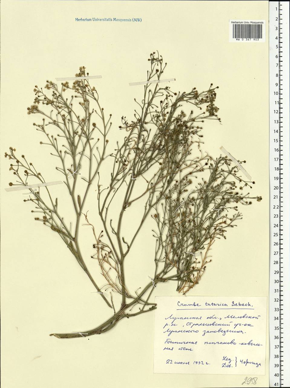 Crambe tataria Sebeók, Eastern Europe, North Ukrainian region (E11) (Ukraine)