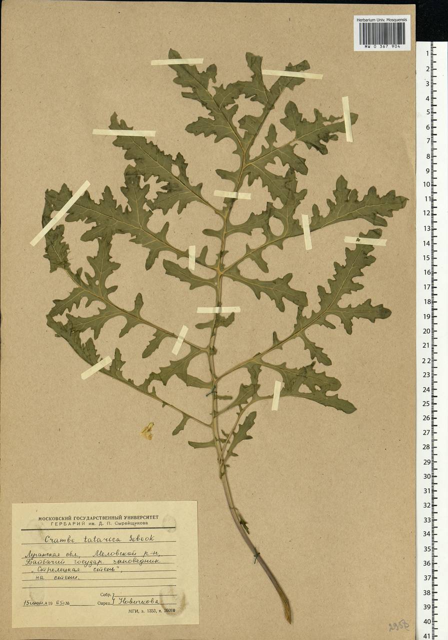 Crambe tataria Sebeök, Eastern Europe, North Ukrainian region (E11) (Ukraine)