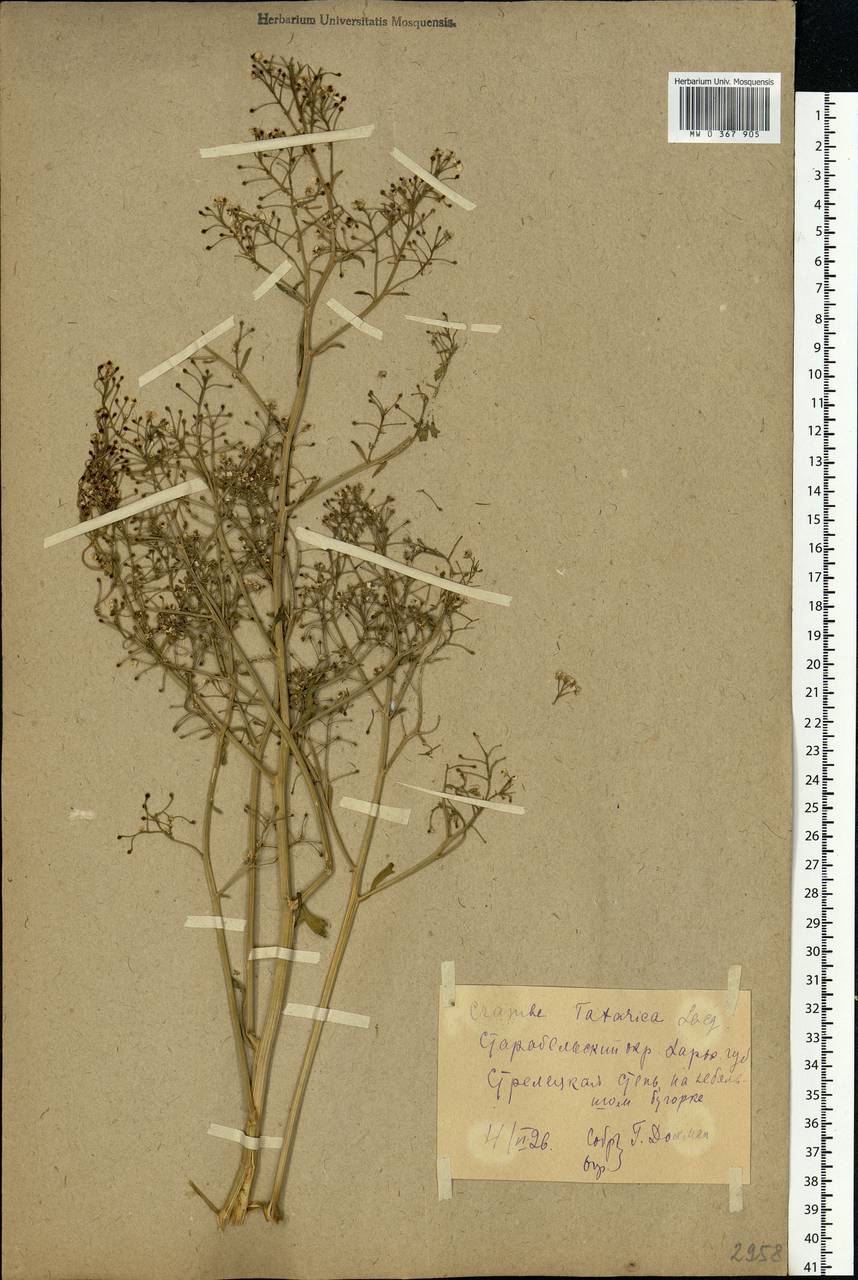 Crambe tataria Sebeók, Eastern Europe, North Ukrainian region (E11) (Ukraine)