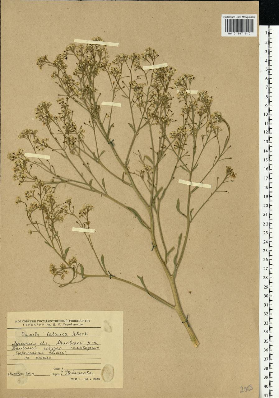 Crambe tataria Sebeók, Eastern Europe, North Ukrainian region (E11) (Ukraine)