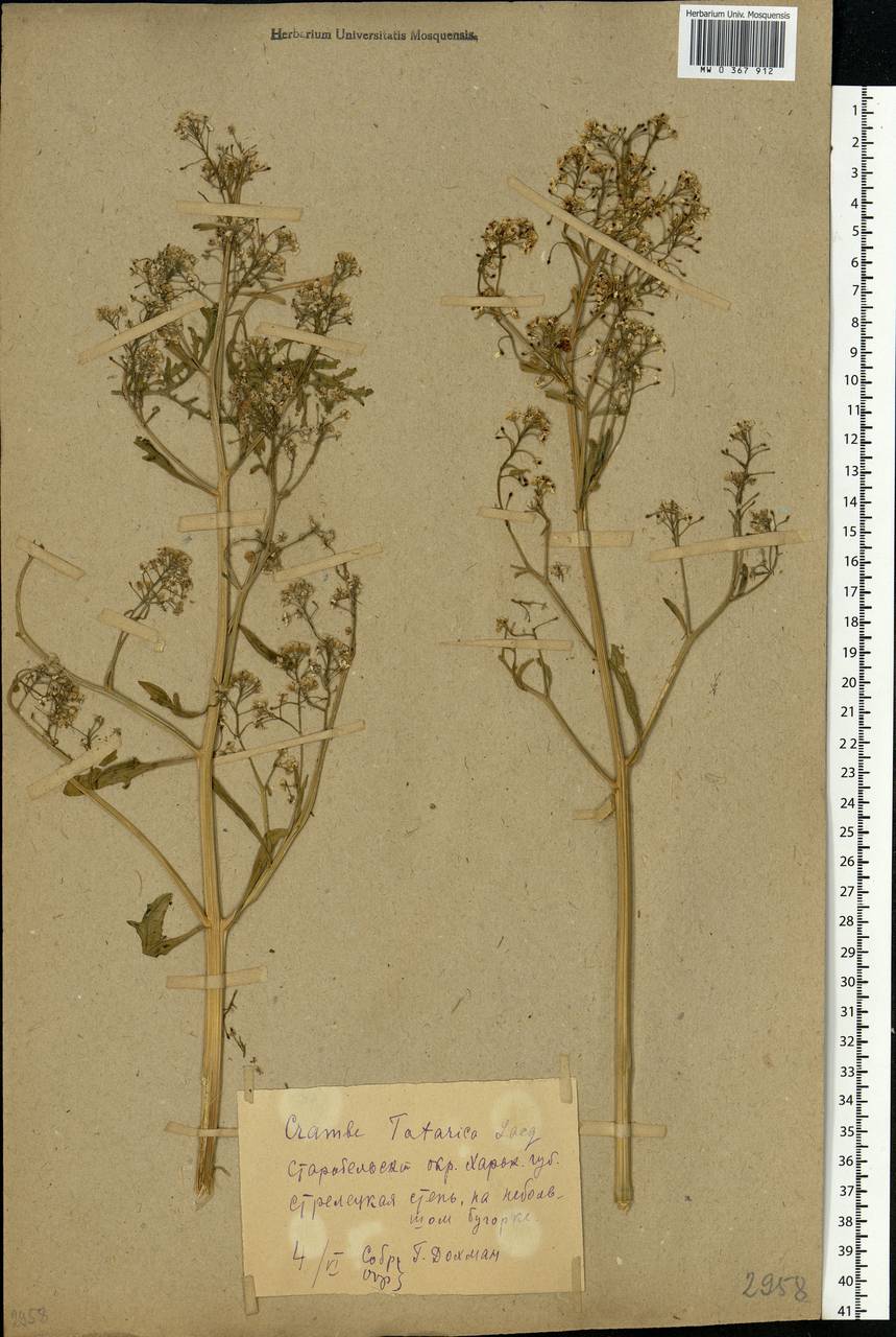 Crambe tataria Sebeók, Eastern Europe, North Ukrainian region (E11) (Ukraine)