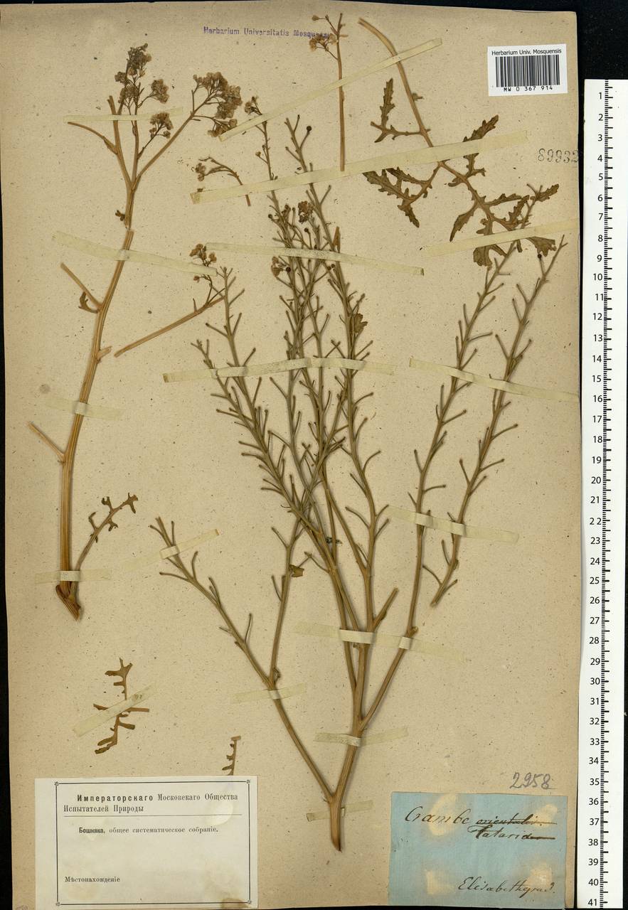 Crambe tataria Sebeök, Eastern Europe, South Ukrainian region (E12) (Ukraine)