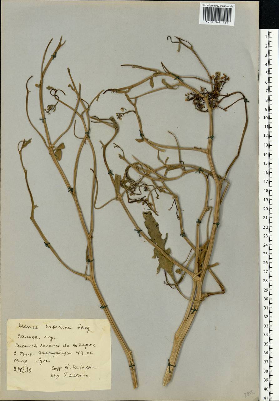 Crambe tataria Sebeók, Eastern Europe, Rostov Oblast (E12a) (Russia)