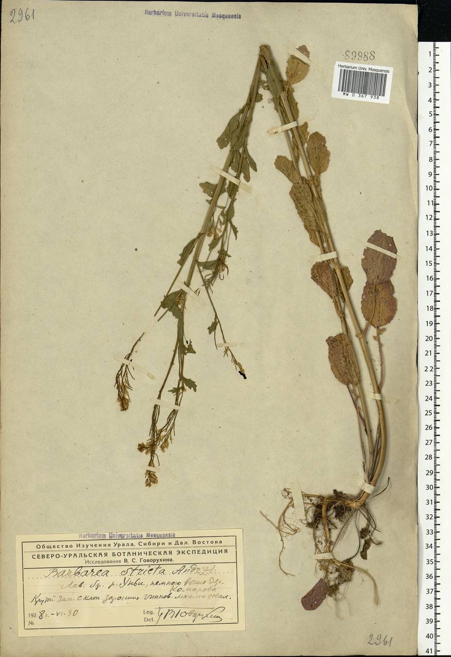 Barbarea stricta Andrz., Eastern Europe, Northern region (E1) (Russia)