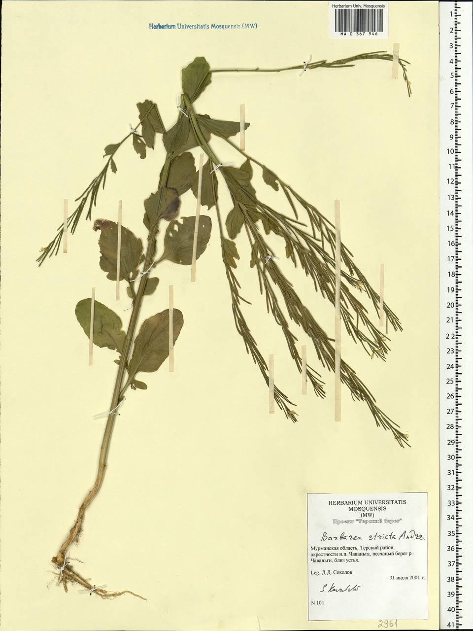 Barbarea stricta Andrz., Eastern Europe, Northern region (E1) (Russia)