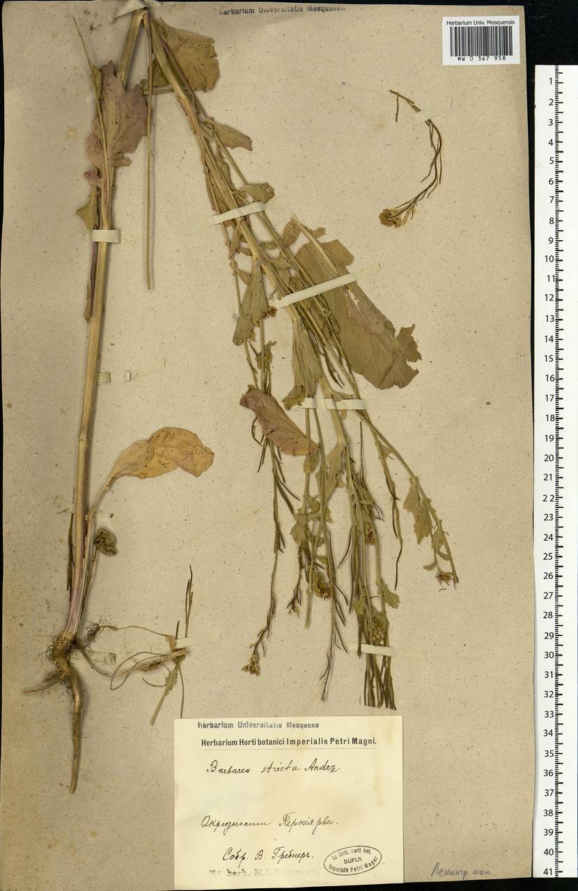 Barbarea stricta Andrz., Eastern Europe, North-Western region (E2) (Russia)