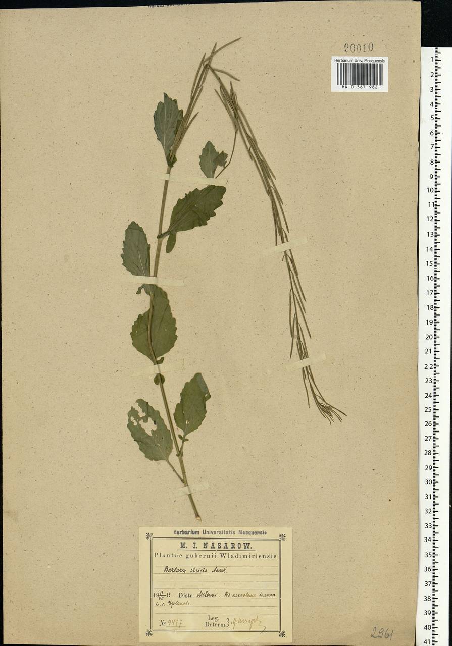 Barbarea stricta Andrz., Eastern Europe, Central region (E4) (Russia)