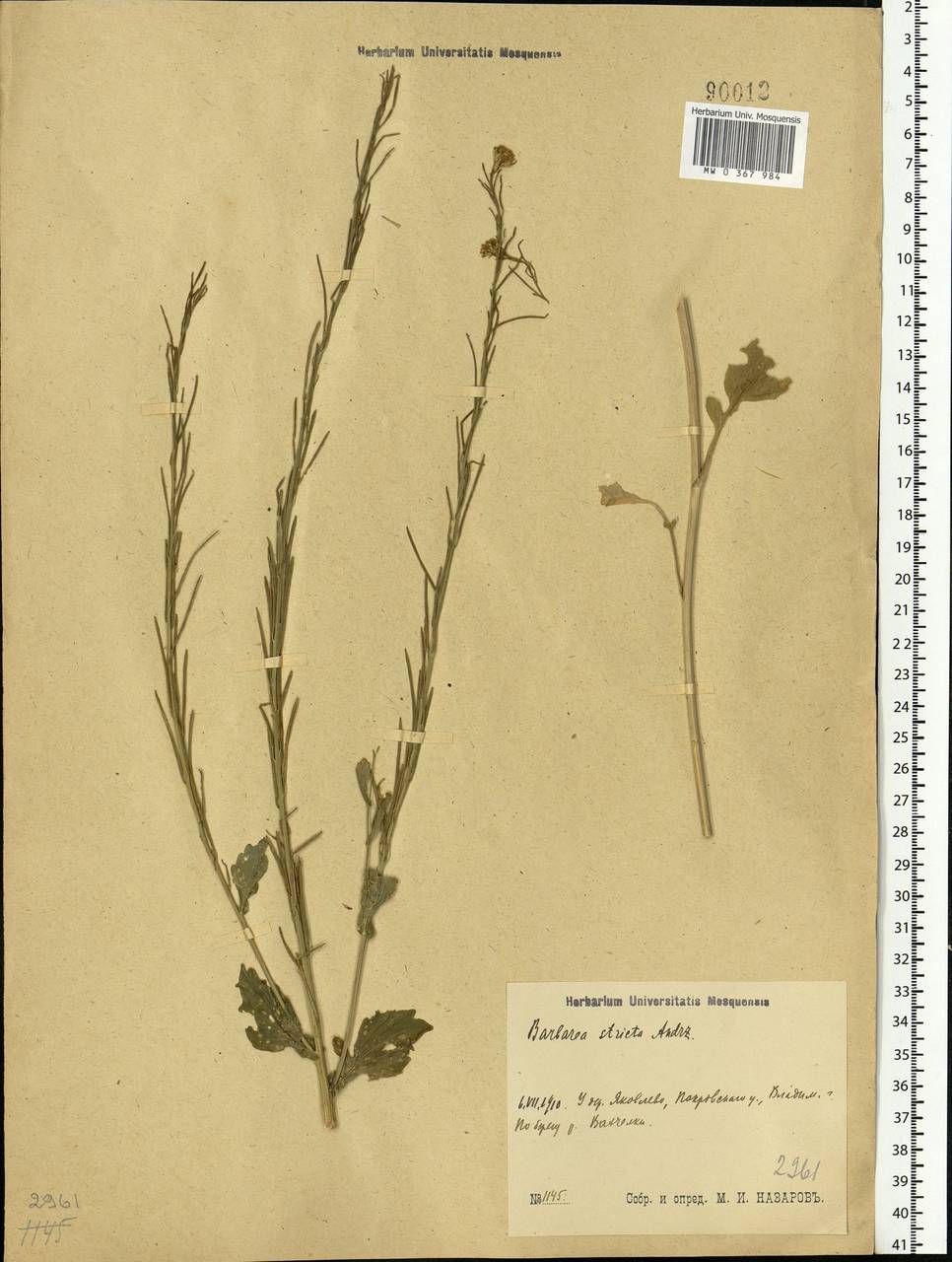 Barbarea stricta Andrz., Eastern Europe, Central region (E4) (Russia)