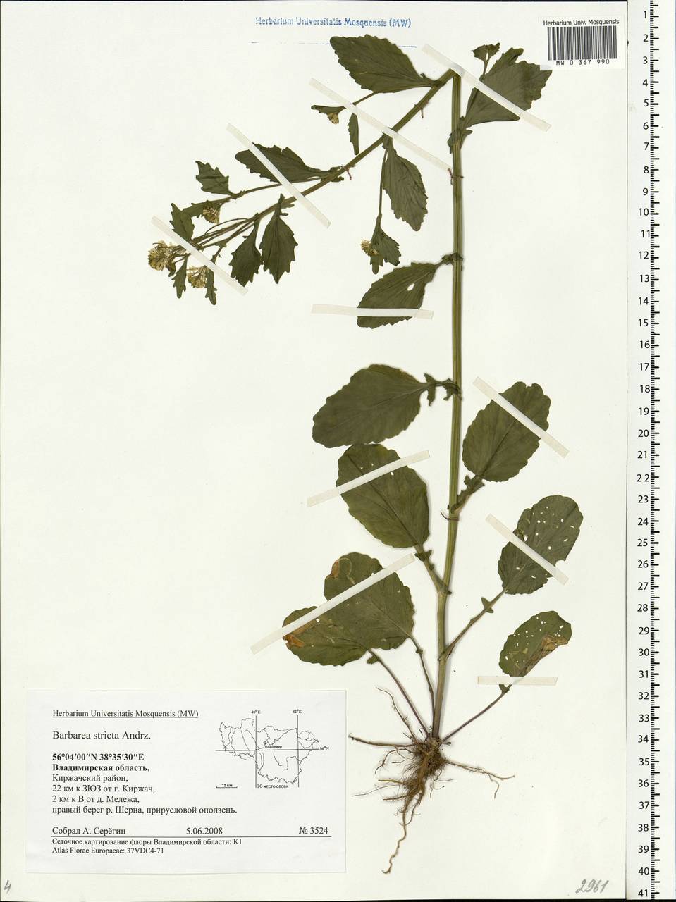 Barbarea stricta Andrz., Eastern Europe, Central region (E4) (Russia)