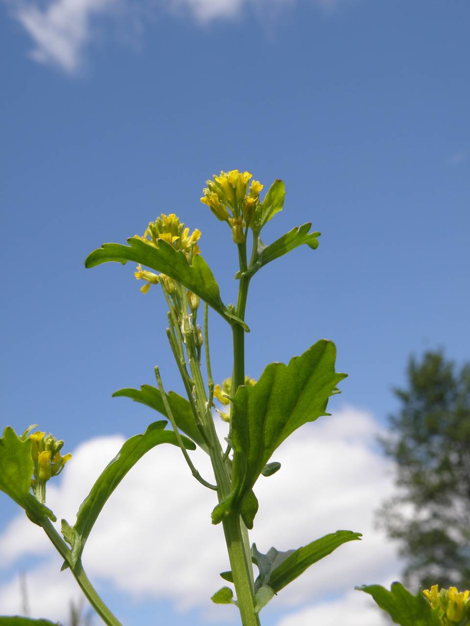 Barbarea stricta Andrz., Eastern Europe, Central region (E4) (Russia)