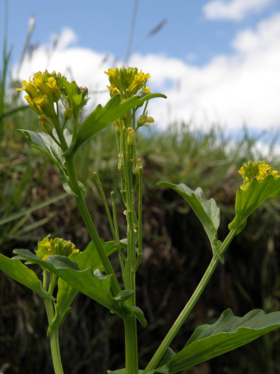 Barbarea stricta Andrz., Eastern Europe, Central region (E4) (Russia)