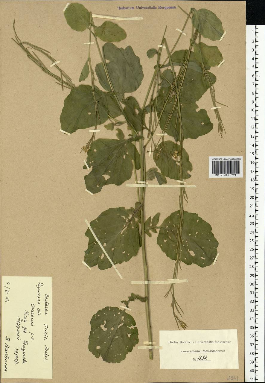 Barbarea stricta Andrz., Eastern Europe, Central region (E4) (Russia)