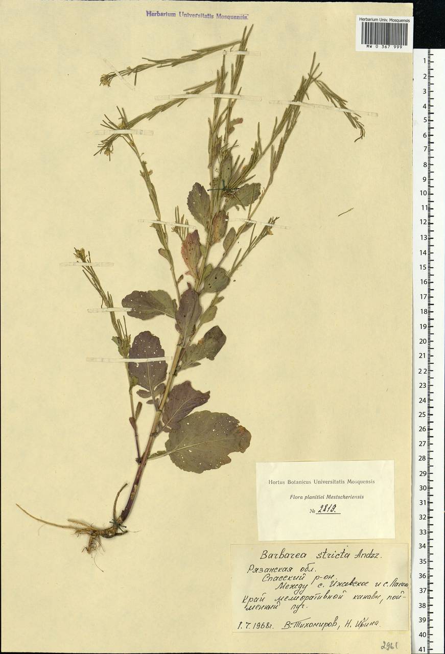 Barbarea stricta Andrz., Eastern Europe, Central region (E4) (Russia)