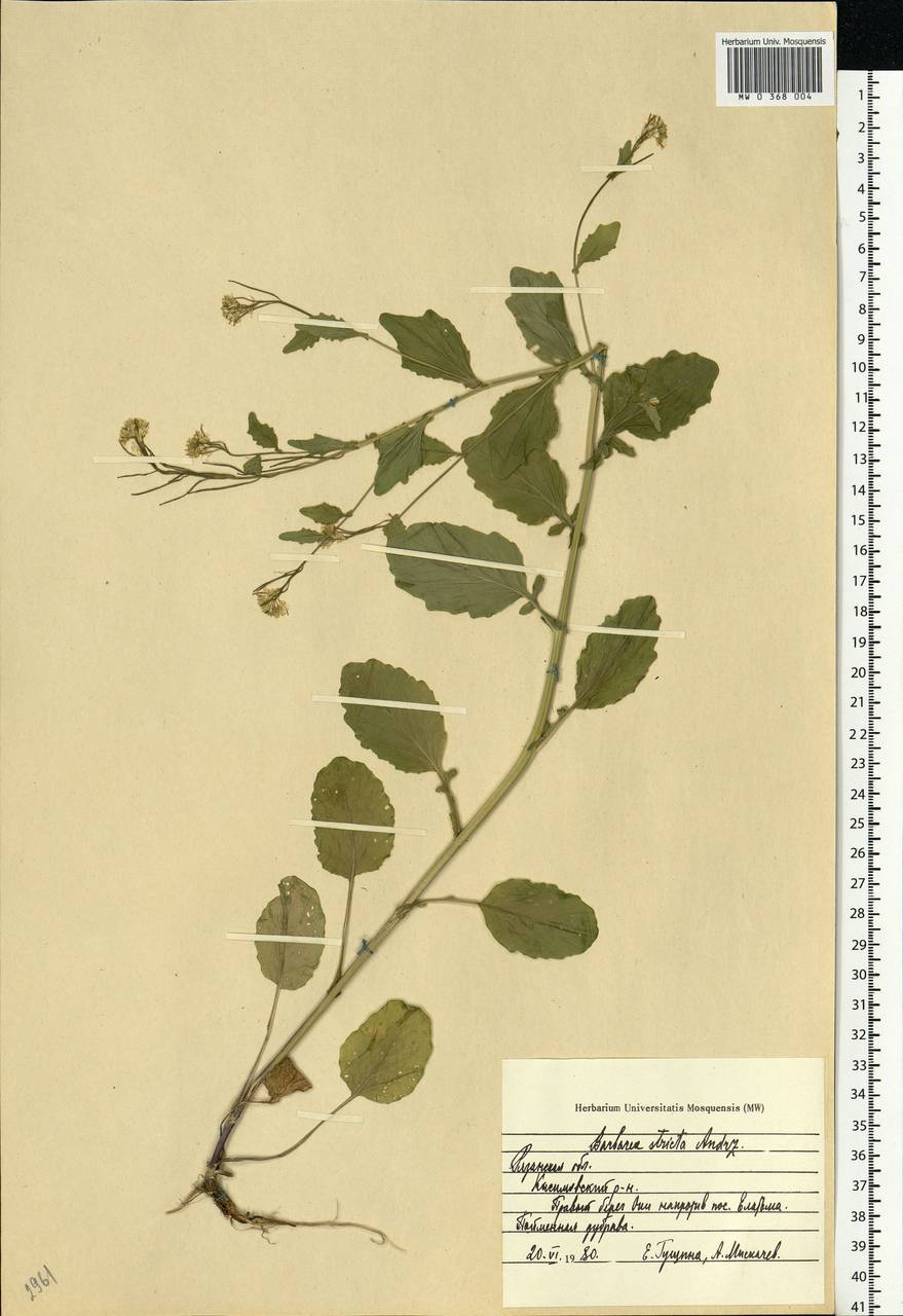 Barbarea stricta Andrz., Eastern Europe, Central region (E4) (Russia)
