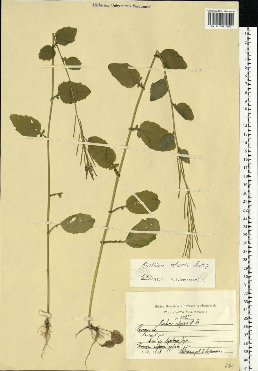 Barbarea stricta Andrz., Eastern Europe, Central region (E4) (Russia)
