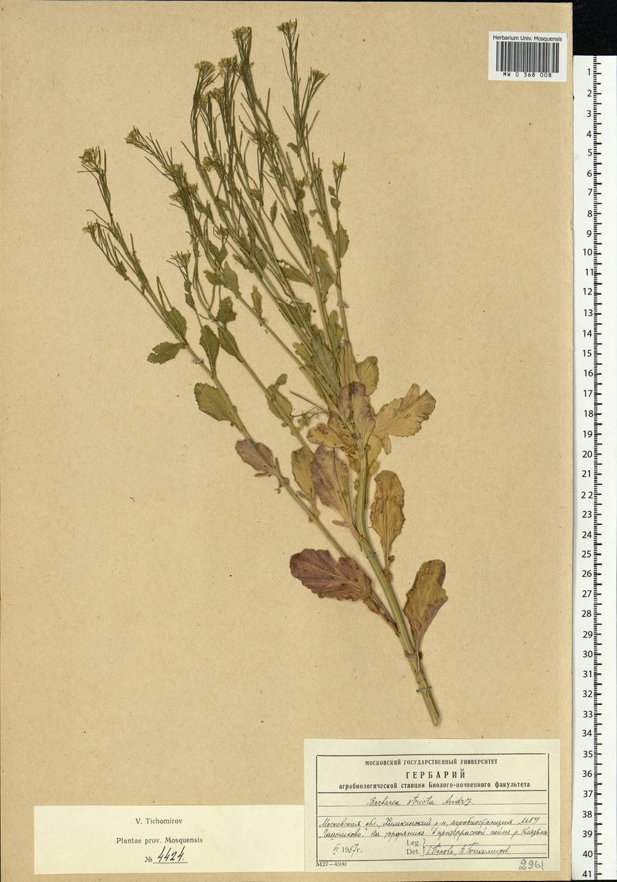 Barbarea stricta Andrz., Eastern Europe, Moscow region (E4a) (Russia)