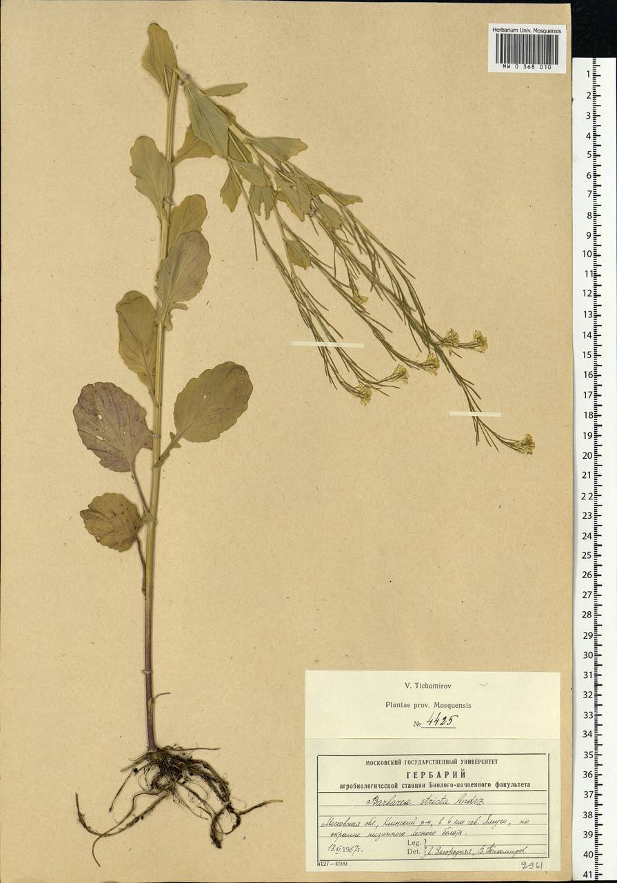 Barbarea stricta Andrz., Eastern Europe, Moscow region (E4a) (Russia)
