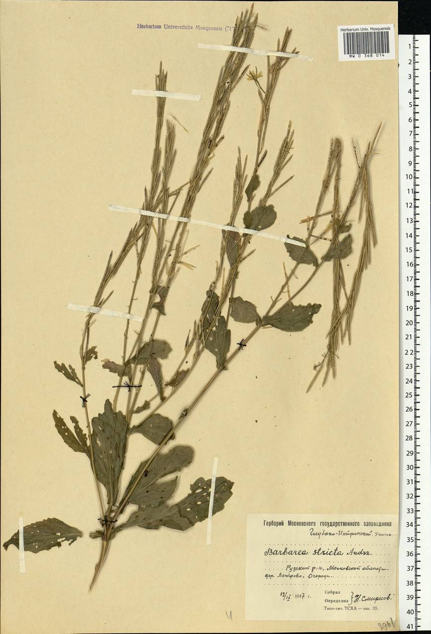 Barbarea stricta Andrz., Eastern Europe, Moscow region (E4a) (Russia)