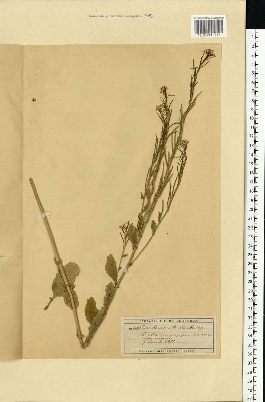 Barbarea stricta Andrz., Eastern Europe, Moscow region (E4a) (Russia)