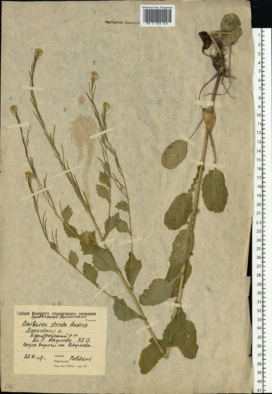 Barbarea stricta Andrz., Eastern Europe, Moscow region (E4a) (Russia)