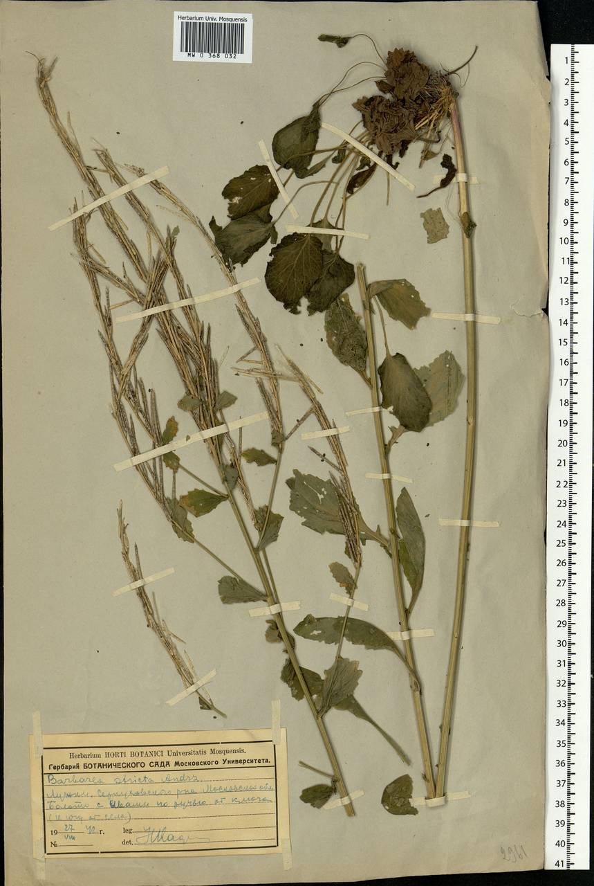Barbarea stricta Andrz., Eastern Europe, Moscow region (E4a) (Russia)