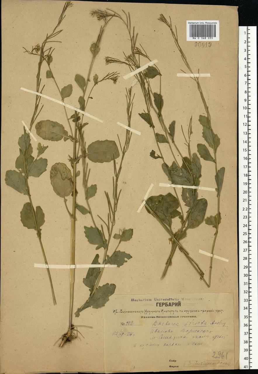 Barbarea stricta Andrz., Eastern Europe, Central forest region (E5) (Russia)