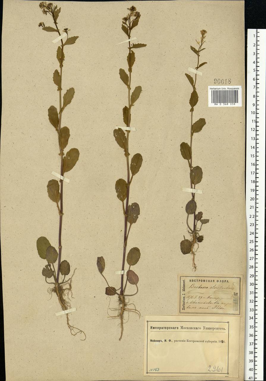 Barbarea stricta Andrz., Eastern Europe, Central forest region (E5) (Russia)