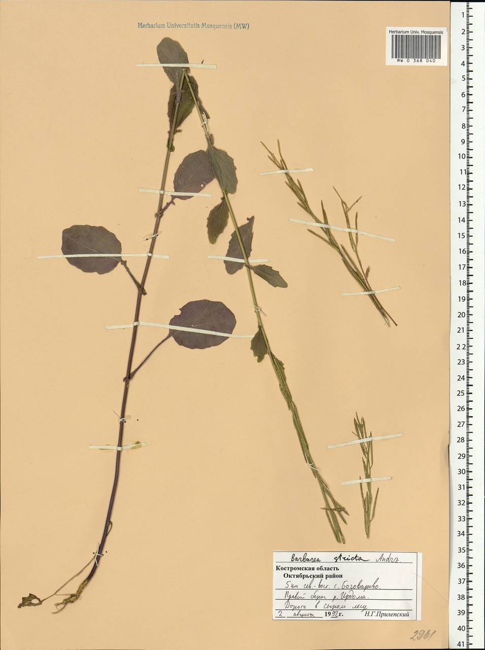 Barbarea stricta Andrz., Eastern Europe, Central forest region (E5) (Russia)