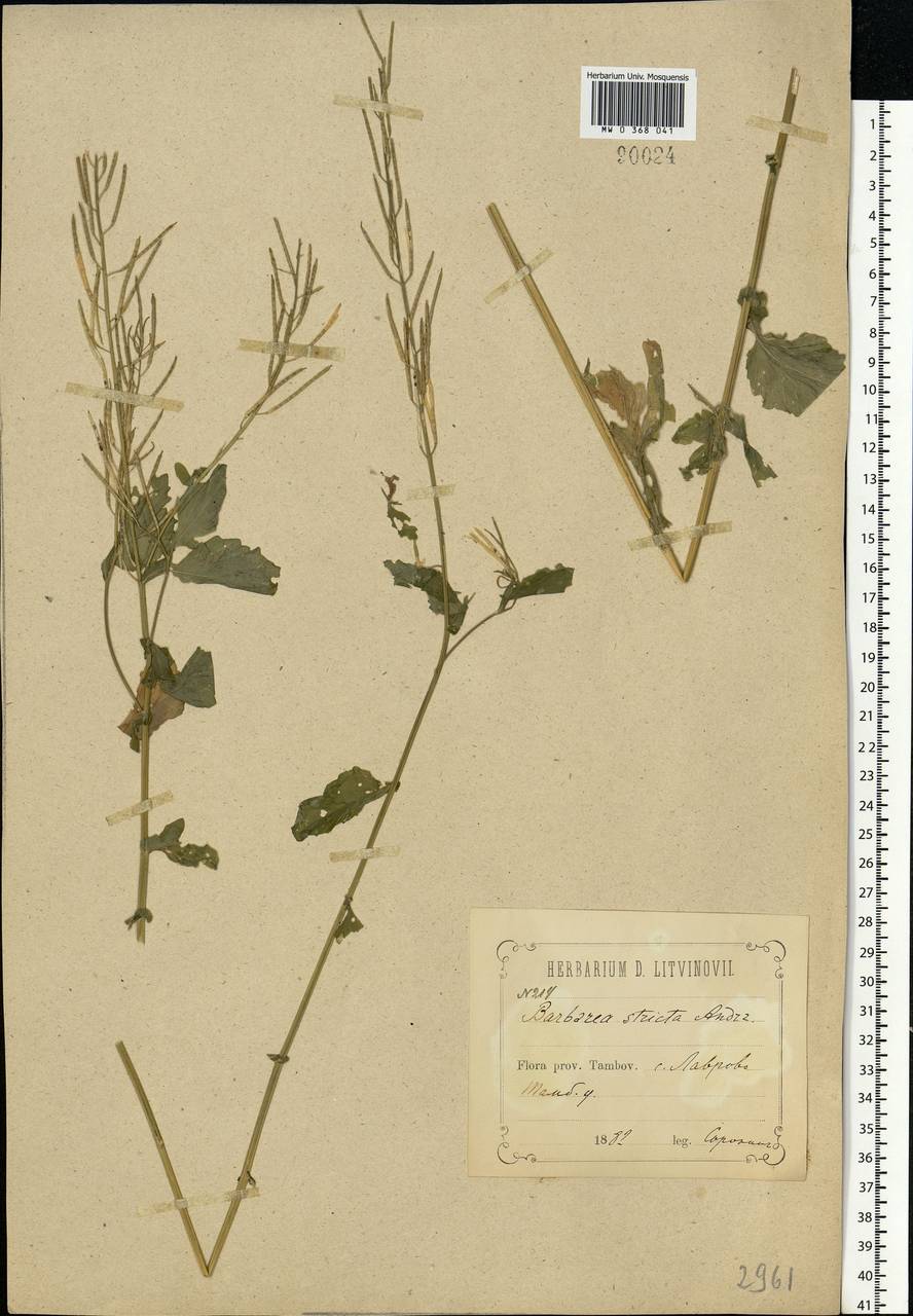 Barbarea stricta Andrz., Eastern Europe, Central forest-and-steppe region (E6) (Russia)