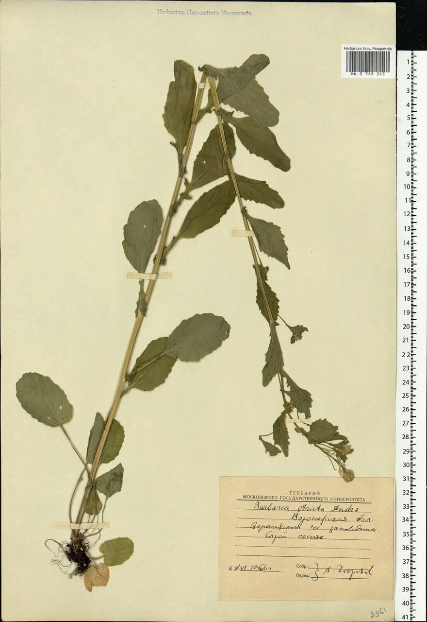 Barbarea stricta Andrz., Eastern Europe, Central forest-and-steppe region (E6) (Russia)
