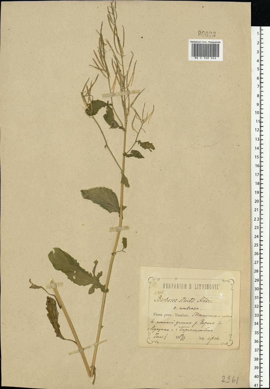 Barbarea stricta Andrz., Eastern Europe, Central forest-and-steppe region (E6) (Russia)