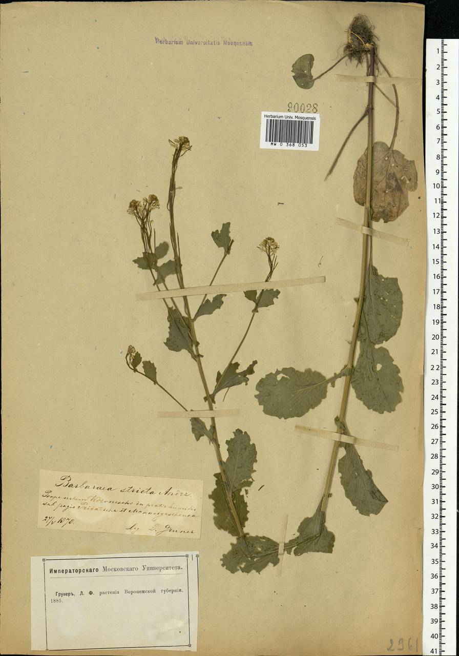 Barbarea stricta Andrz., Eastern Europe, Central forest-and-steppe region (E6) (Russia)