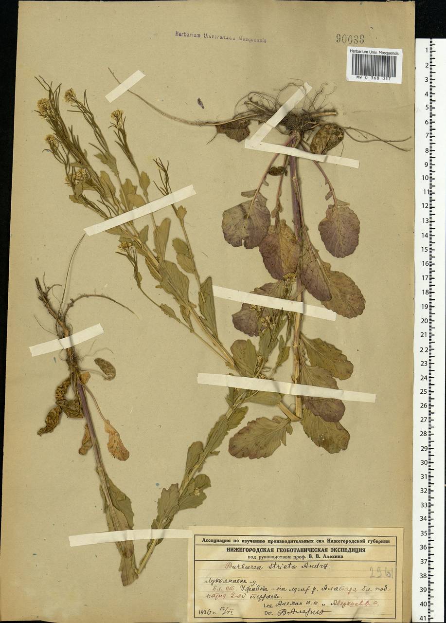 Barbarea stricta Andrz., Eastern Europe, Volga-Kama region (E7) (Russia)