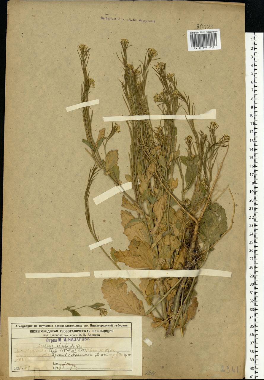 Barbarea stricta Andrz., Eastern Europe, Central forest region (E5) (Russia)