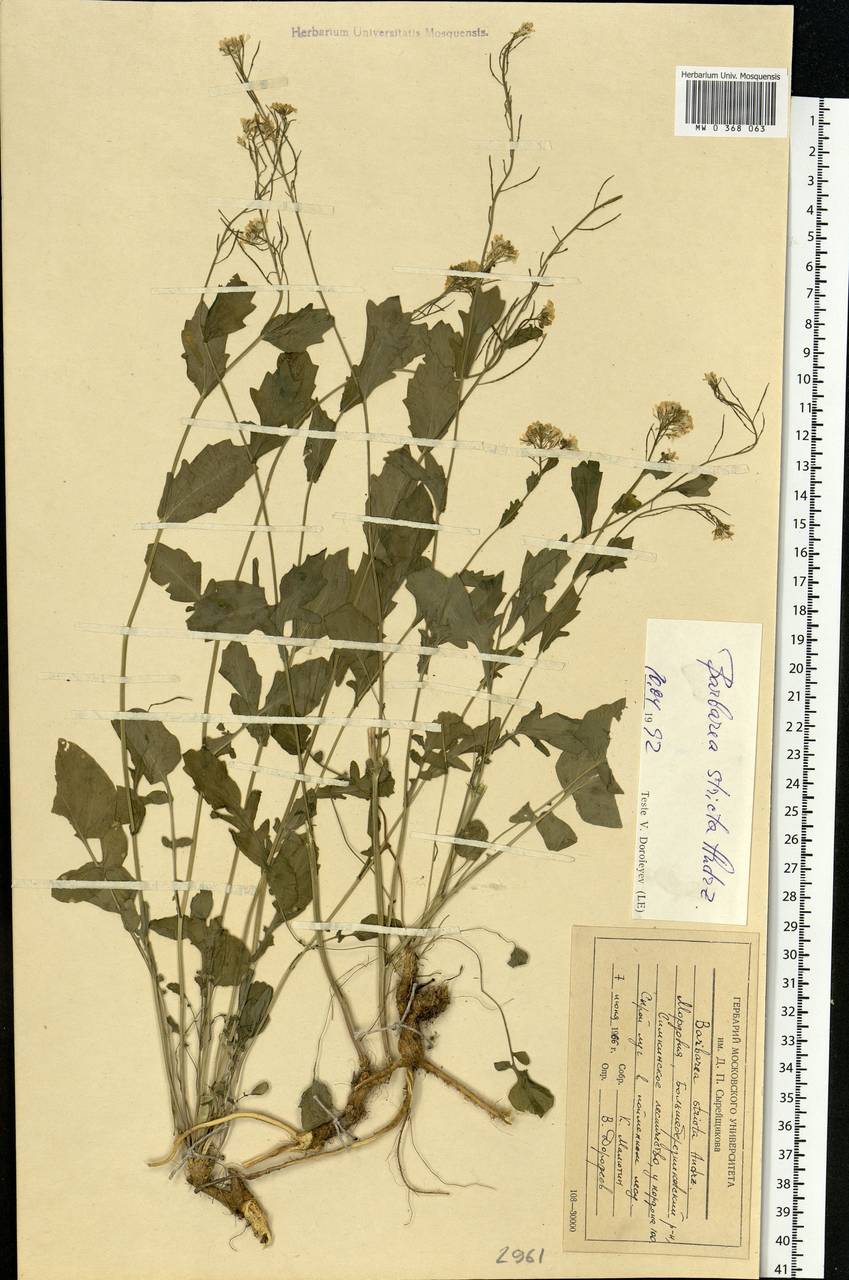 Barbarea stricta Andrz., Eastern Europe, Middle Volga region (E8) (Russia)
