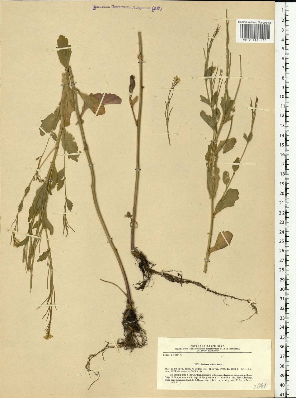 Barbarea stricta Andrz., Eastern Europe, Eastern region (E10) (Russia)